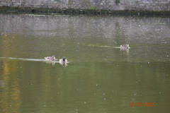 Anas platyrhynchos