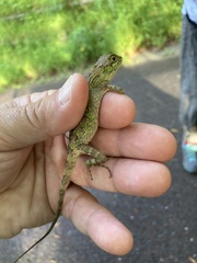 Diploderma polygonatum polygonatum