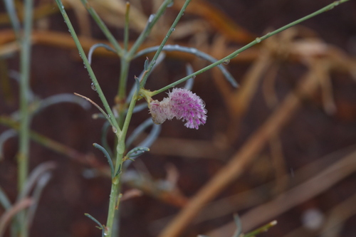 Image of Ptilotus calostachyus by (c) Hugo Innes, some rights reserved (CC BY)