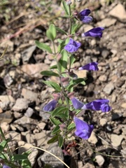 Scutellaria antirrhinoides