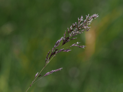 Deschampsia cespitosa cespitosa