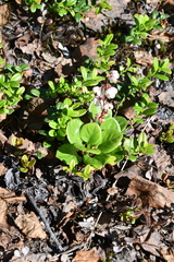 Pyrola grandiflora