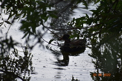 Fulica atra