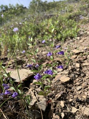Scutellaria antirrhinoides