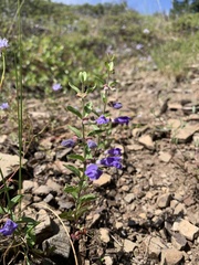 Scutellaria antirrhinoides