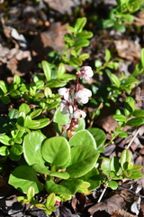 Pyrola grandiflora