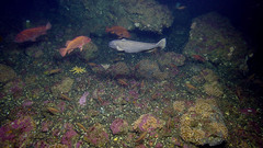 Zaprora silenus