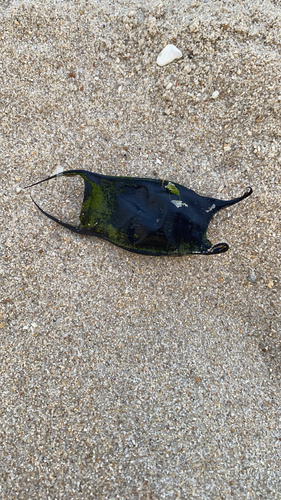 Clearnose Skate, Breakwater Harbor, Lewes, DE, US, photo 7 of 10