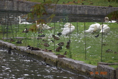 Cygnus olor