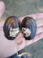 Atlanticoncha ochracea