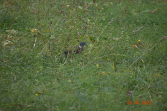 Columba palumbus