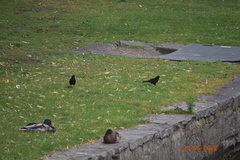 Turdus merula