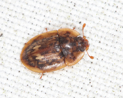 Lobiopa undulata