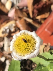 Paragus haemorrhous