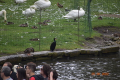Phalacrocorax carbo