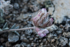 Astragalus austiniae