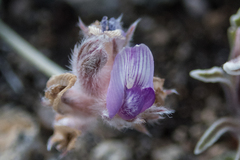 Astragalus austiniae