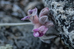 Astragalus austiniae