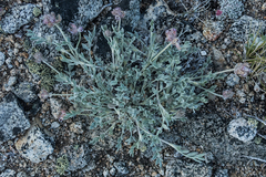 Astragalus austiniae
