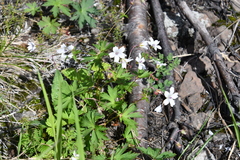 Geranium krylovii