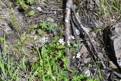 Geranium krylovii