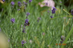 Bombus