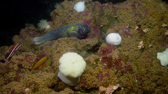 Zaprora silenus