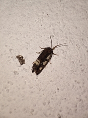 Euscirrhopterus gloveri