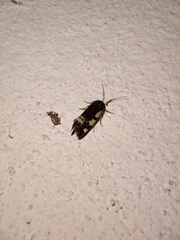 Euscirrhopterus gloveri
