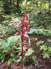 Corallorhiza maculata occidentalis