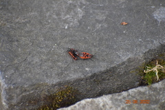 Pyrrhocoris apterus