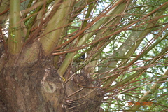 Parus major