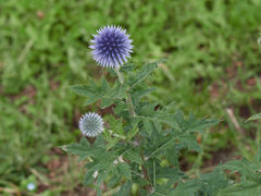 Echinops bannaticus
