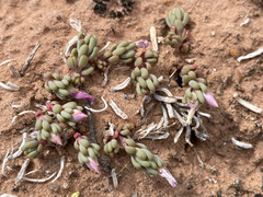 Phemeranthus brevifolius