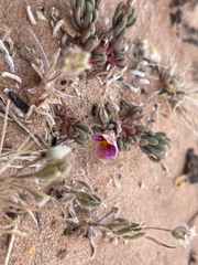 Phemeranthus brevifolius