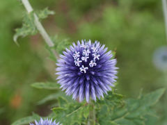 Echinops bannaticus