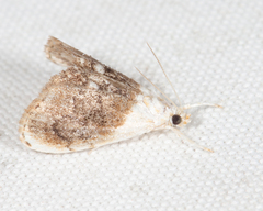 Lipocosmodes fuliginosalis