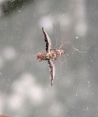 Callopistromyia strigula