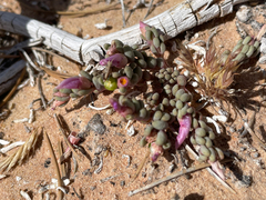 Phemeranthus brevifolius