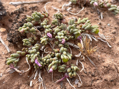 Phemeranthus brevifolius