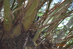 Parus major