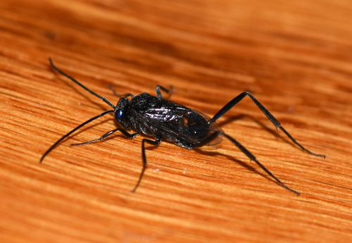 Blue-eyed Ensign Wasp