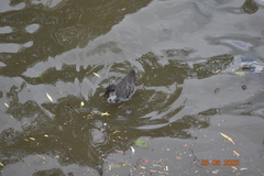 Fulica atra