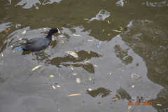 Fulica atra