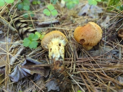 Aureonarius limonius