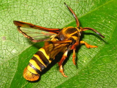 Pennisetia pectinata