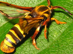 Pennisetia pectinata