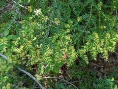 Naohidemyces vacciniorum