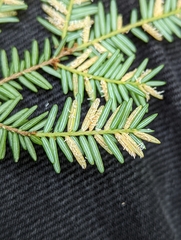 Naohidemyces vacciniorum