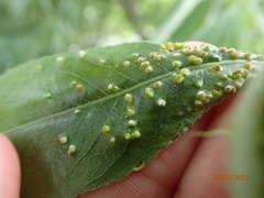 Aculus